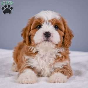 Teddy, Cavapoo Puppy